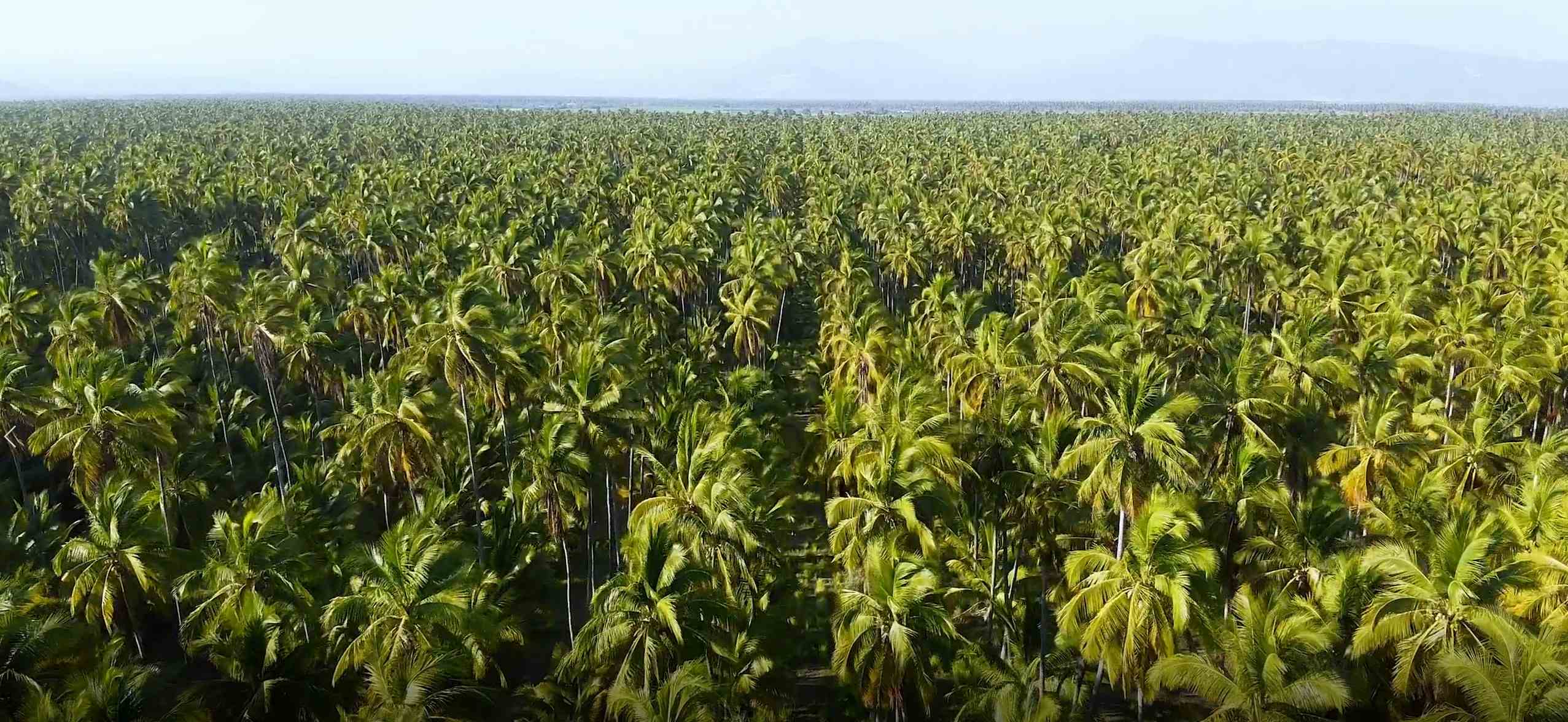 Aerial view of a vast, vibrant coconut plantation stretching to the horizon.